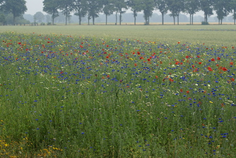 een van Gogh?