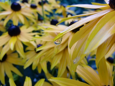 Druppel aan een blad