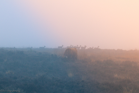 Mistige dag op de Veluwe