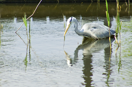 Reiger ziet prooi