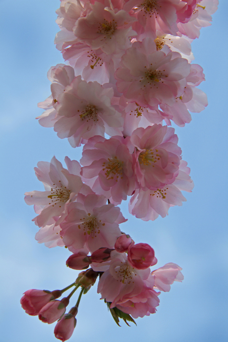 bloesem in de betuwe