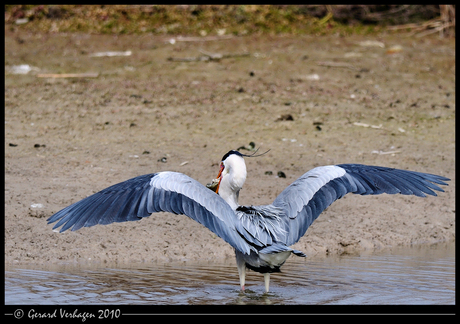 Daarom heet hij blauwe reiger