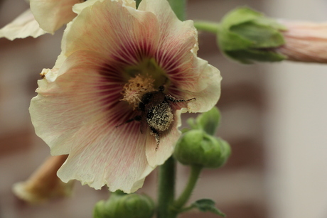 Hommel in de stad Deventer