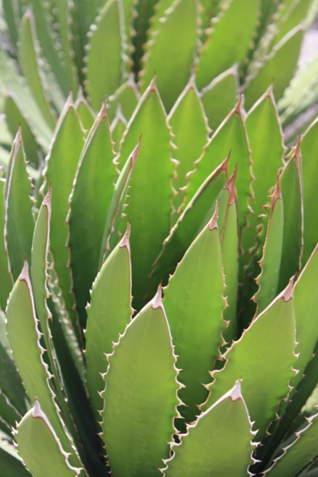 Cactus op Lanzarote