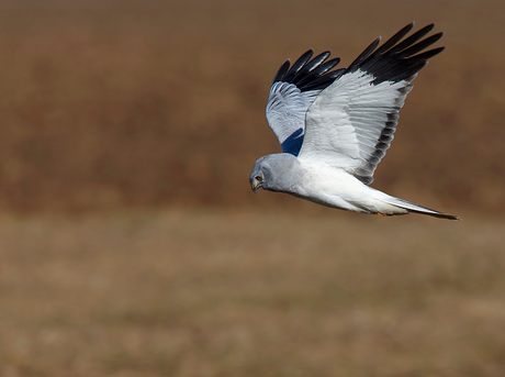 Blauwe Kiekendief