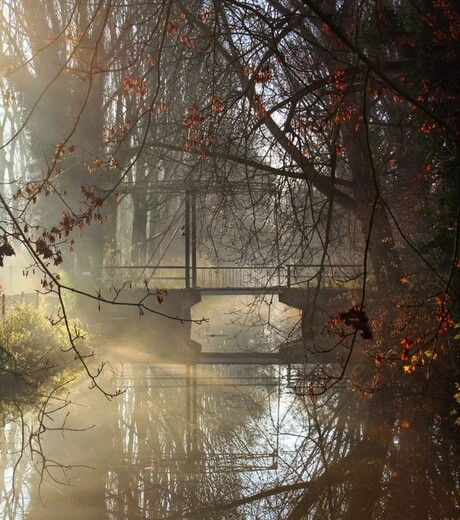 mistige-ochtend-kralingse-bos.