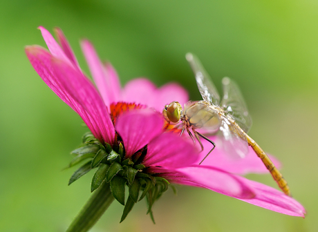 Kissing the flower