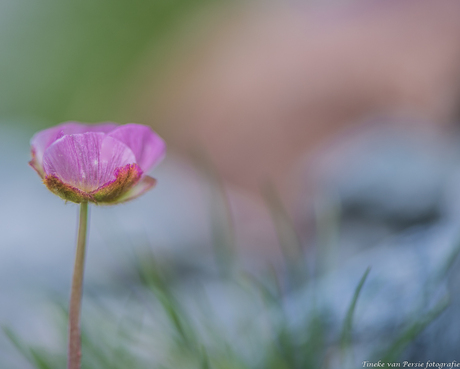 Gletscher boterbloem