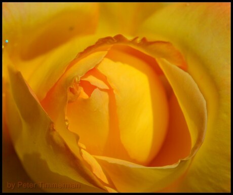 The Yellow Rose....