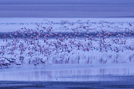 Flamingo vlucht