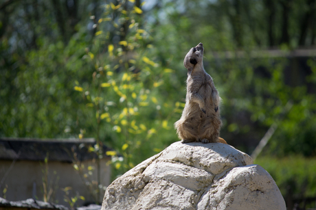 dierentuin.