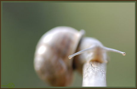 Altijd scherpstellen op de ogen!