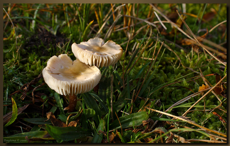 Zwammen Schoorlse duinen