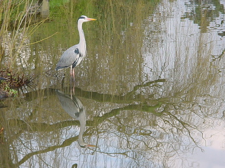 Reiger in Blijdorp