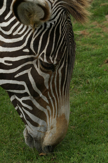 portret van een zebra