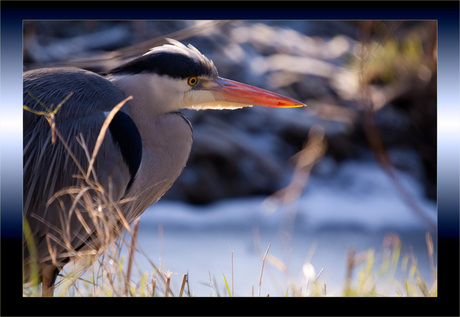 Blauwe Reiger