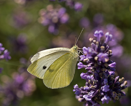 Groot Koolwitje op Lavendel