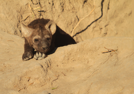Jonge Hyena Krugerpark