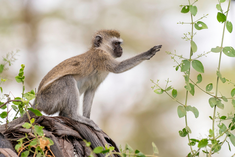 Blue Ball Monkey