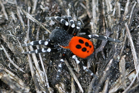 mannetje lentevuurspin