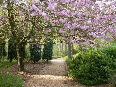 Lente in het bos