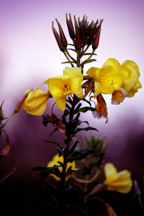 Zomaar een bloem