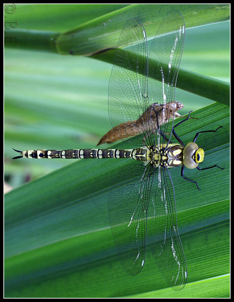 libelle met cocon