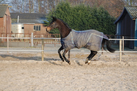 Het zwevende paard