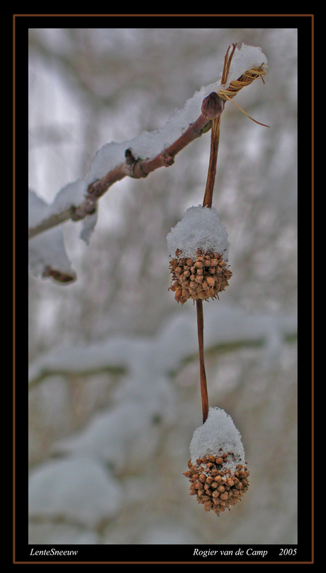 Sneeuwmutsjes