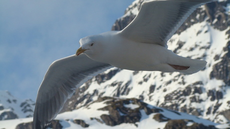 Meeuwen in de wind