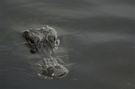 Alligator