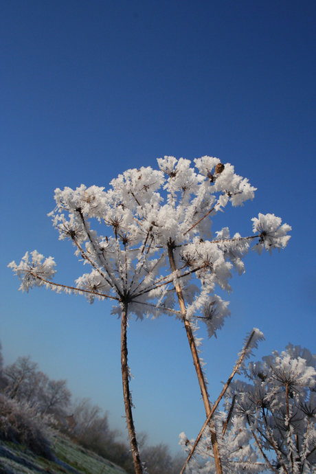 Berenklauw in de Winter