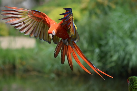 vogelshow Avifauna