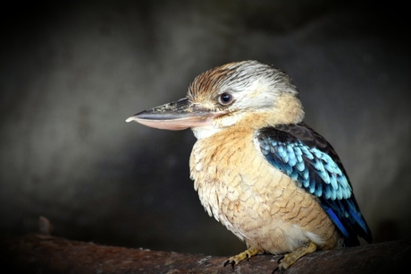 Blauwvleugel Kookaburra