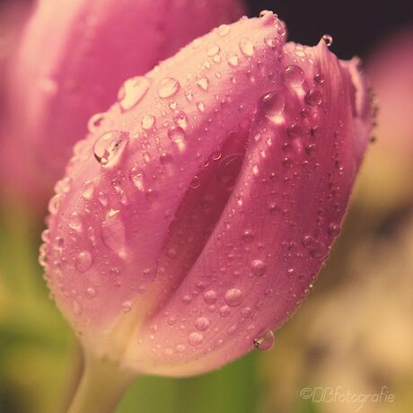 roze tulp