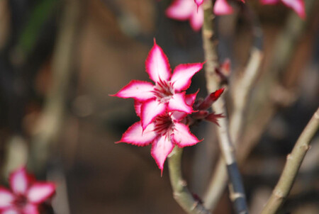 Zuid-Afrikaanse bloem - Niet helemaal zeker welke bloem dit precies is (iemand die dit wel is, ik hoor het graag!!). Bevond zich in ieder geval in de maand Augustus in het M - foto door verwaart-r op 22-03-2010 - deze foto bevat: bloem, park, zuid, afrika, zuid-afrika, Marloth, Marloth Park