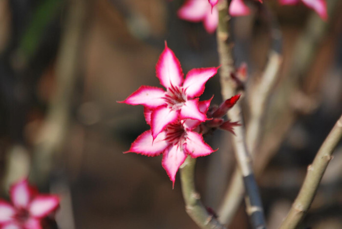 Zuid-Afrikaanse bloem - Niet helemaal zeker welke bloem dit precies is (iemand die dit wel is, ik hoor het graag!!). Bevond zich in ieder geval in de maand Augustus in het M - foto door verwaart-r op 22-03-2010 - deze foto bevat: bloem, park, zuid, afrika, zuid-afrika, Marloth, Marloth Park