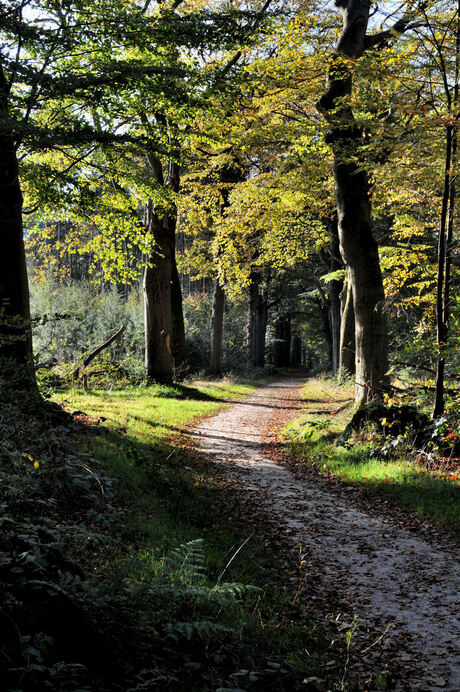 Hoge Vuursche zoom.jpg