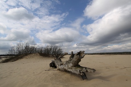 de duinen