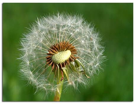 Paardenbloem