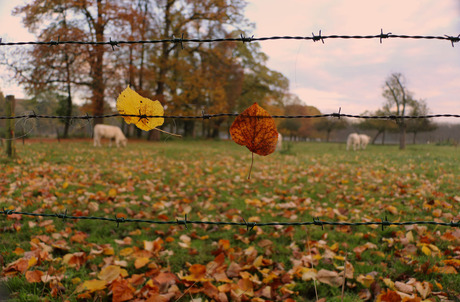 Colors of Autumn