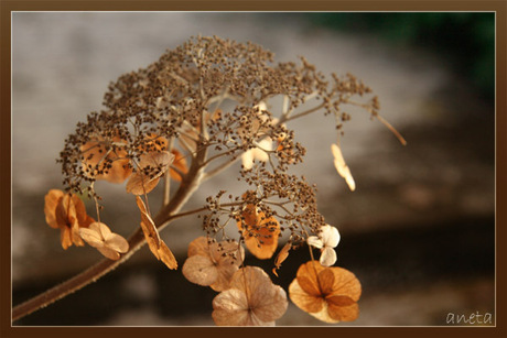 Winter Hortensia