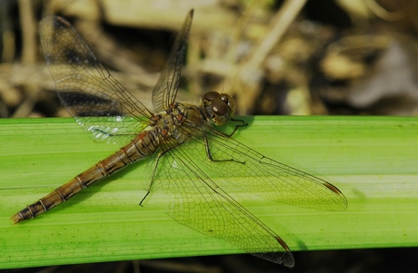 bruinrode heidelibelle