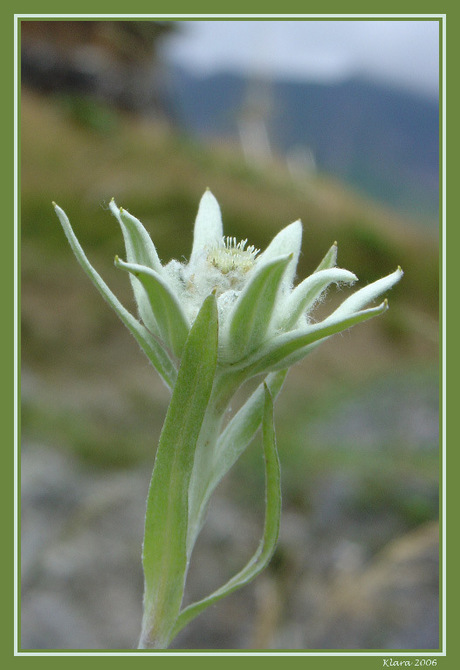 Edelweiss