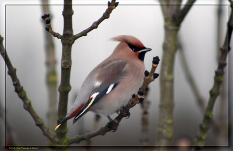 Pestvogels in Almere