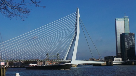 De zwaan in Rotterdam