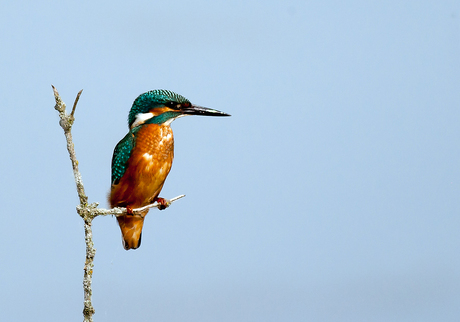 IJsvogel