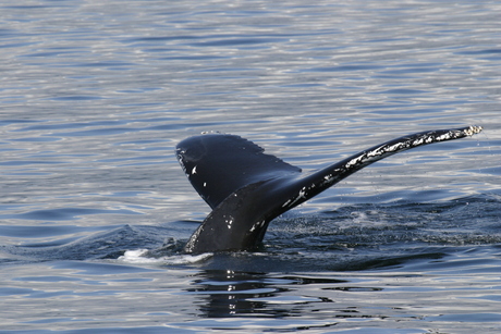 Another Humpback Tail