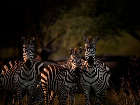 Zebra's in het avondlicht Serengeti NP