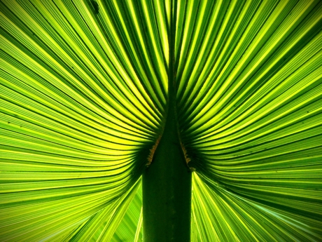 onder een palmblad